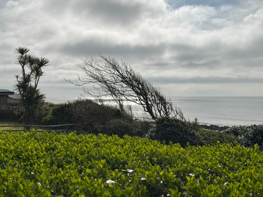 A windblown tree